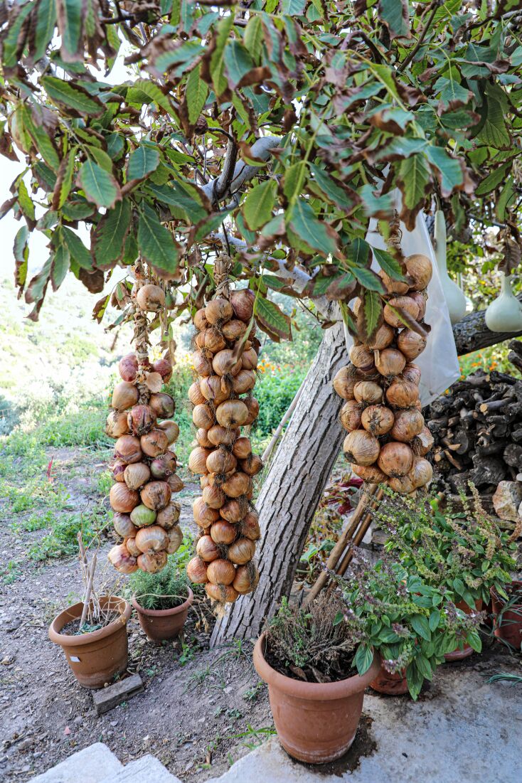 «Μια βραδιά κάτω απ΄ την ελιά» 