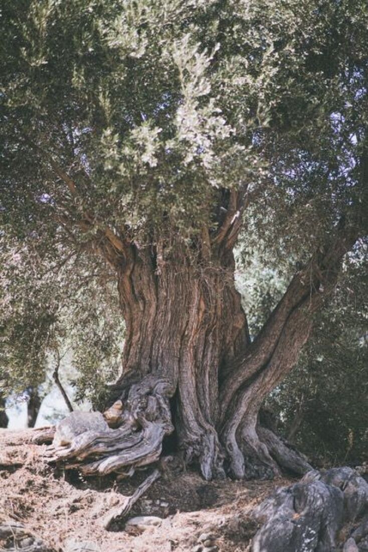 «Μια βραδιά κάτω απ΄ την ελιά» 