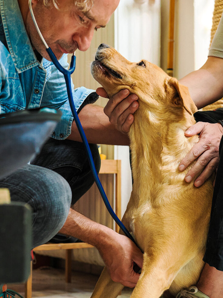 Ο κτηνίατρος Αντώνης Δεμαρτίνος