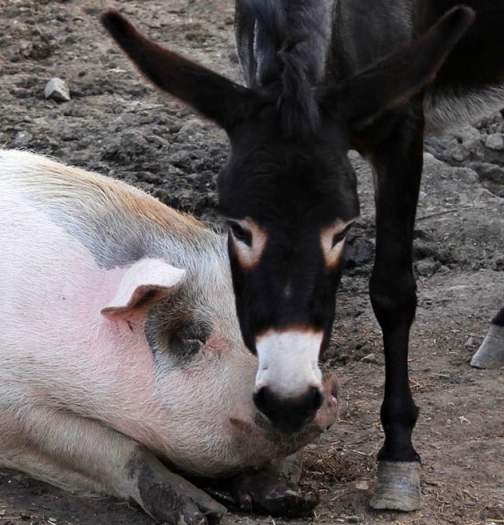 arotria-leuki-merylin