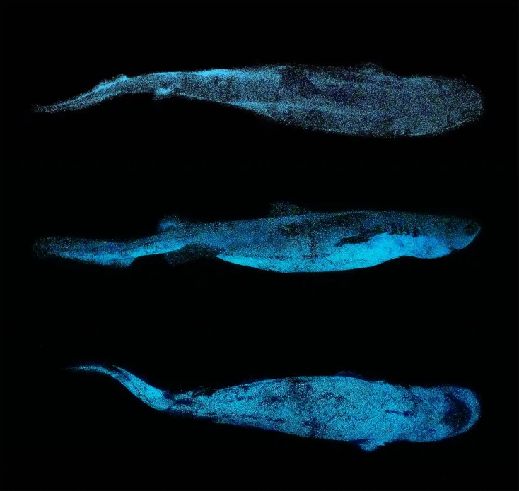 Επιστήμονας φωτογράφισε το εντυπωσιακό πλάσμα με τη γαλαζοπράσινη λάμψη στο δέρμα 