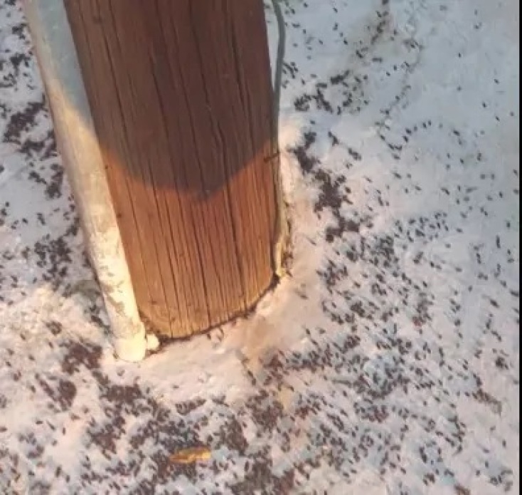 Χιλιάδες σκαθάρια έχουν κάνει την εμφάνισή τους στο Μετόχι Δυτικής Αχαΐας – Ανήμποροι οι κάτοικοι, επικοινωνία Δήμου με την Περιφέρεια και υγειονομικές υπηρεσίες.