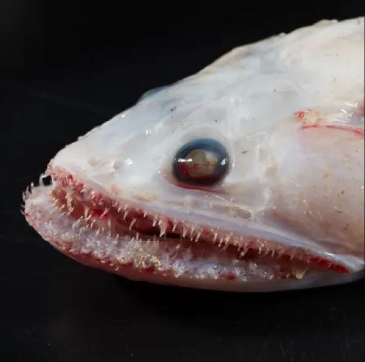 Ψάρι με δύο σειρές δοντιών εντοπίστηκε στα βάθη της θάλασσας στα νησιά Κόκος στον Ινδικό Ωκεανό