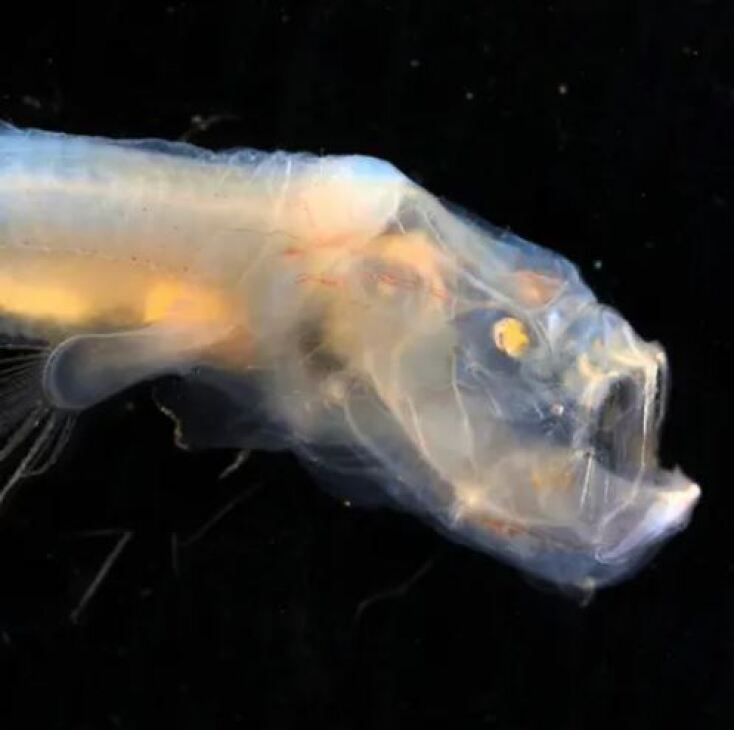 Ψάρι που εκπέμπει φως εντοπίστηκε στα βάθη της θάλασσας στα νησιά Κόκος στον Ινδικό Ωκεανό