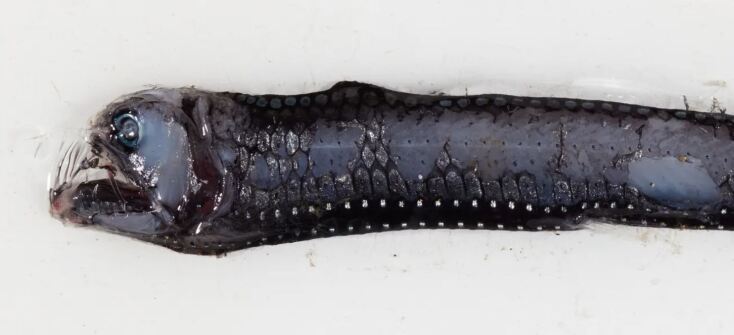 Επιστήμονες ανακάλυψαν εντυπωσιακά πλάσματα στα βάθη της θάλασσας στα νησιά Κόκος στον Ινδικό Ωκεανό