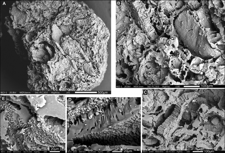 Εντοπίστηκαν σε σπηλιές στην Ελλάδα και το Ιράκ τα παλαιότερα μαγειρεμένα υπολείμματα - Περίπου 70.000 ετών, υποδηλώνουν ότι οι Νεάντερταλ ήταν καλοφαγάδες.