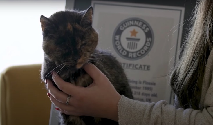 Η γηραιότερη γάτα στον κόσμο επιβεβαιώθηκε σε ηλικία 26 ετών από τα Παγκόσμια Ρεκόρ Γκίνες - Το χρονικό του περιπετειώδους βίου της Φλόσι.