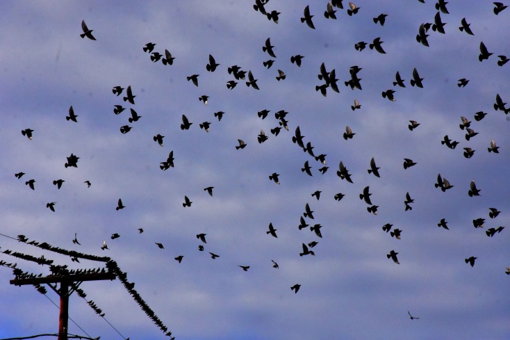 Εύβοια - Αργολίδα: Σπάνιο θέαμα αντίκρισαν οδηγοί και περαστικοί - Ψαρόνια κάλυψαν μαζικά τον ουρανό - Το σκηνικό θύμισε «Τα Πουλιά» του Άλφρεντ Χίτσκοκ.