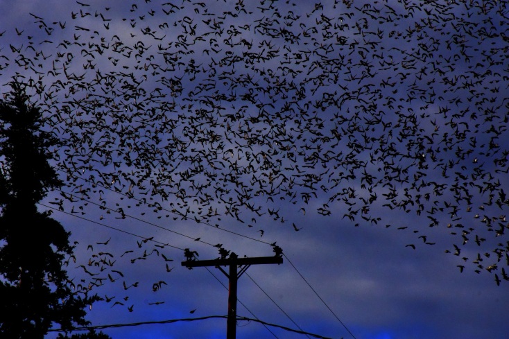 Εύβοια - Αργολίδα: Σπάνιο θέαμα αντίκρισαν οδηγοί και περαστικοί - Ψαρόνια κάλυψαν μαζικά τον ουρανό - Το σκηνικό θύμισε «Τα Πουλιά» του Άλφρεντ Χίτσκοκ.