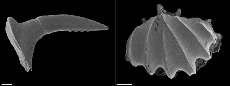 Νέο είδος εξαβράγχιου πριονοκαρχαρία ανακαλύφθηκε στον δυτικό Ινδικό Ωκεανό - Τα επιστημονικά ευρήματα και ο ρόλος των ψαράδων σε Μαδαγασκάρη και Τανζανία. 