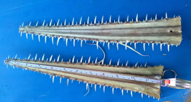 Νέο είδος εξαβράγχιου πριονοκαρχαρία ανακαλύφθηκε στον δυτικό Ινδικό Ωκεανό - Τα επιστημονικά ευρήματα και ο ρόλος των ψαράδων σε Μαδαγασκάρη και Τανζανία. 