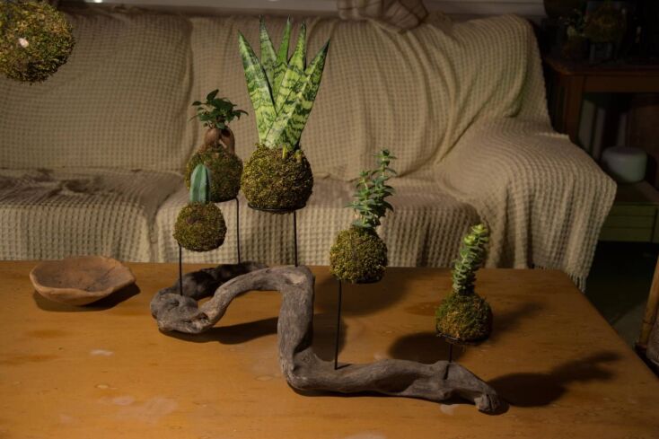 kokedama