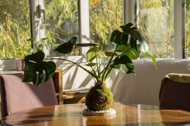 kokedama