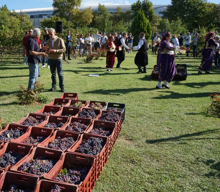 Αστικός αμπελώνας Δήμου Θεσσαλονίκης