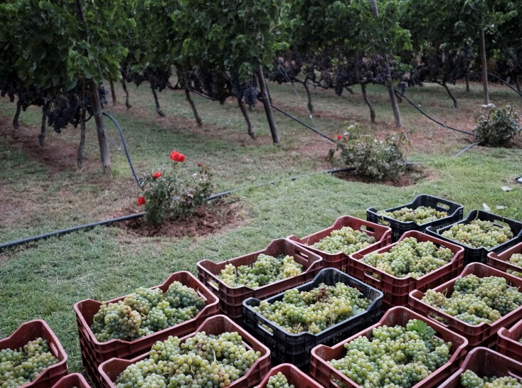Αστικός αμπελώνας Δήμου Θεσσαλονίκης