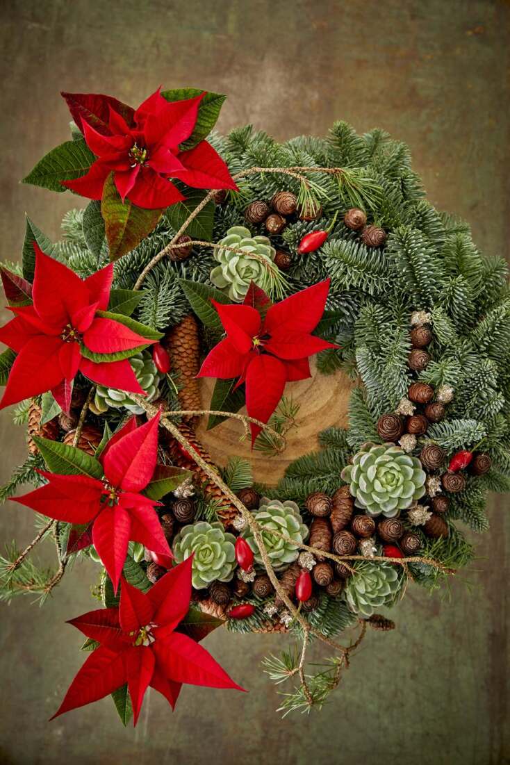 Ημέρα του Αλεξανδρινού: Γιορτάζεται σε όλο τον κόσμο στις 12 Δεκεμβρίου - Η ιστορική διαδρομή του όμορφου φυτού που έχει συνδεθεί άρρηκτα με τα Χριστούγεννα.