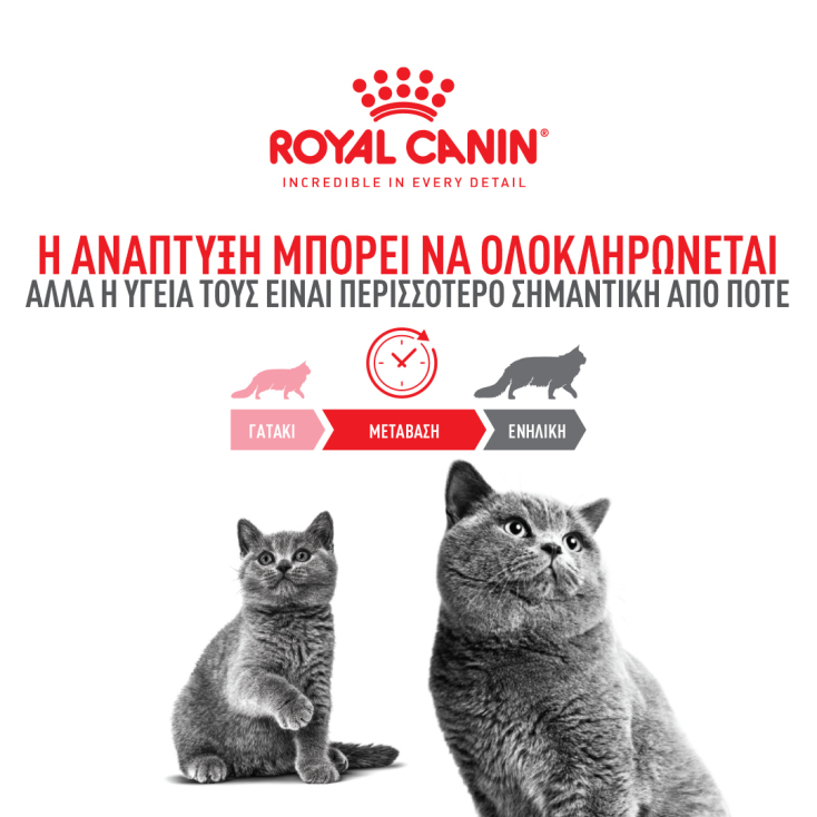 Πότε ενηλικιώνεται η γάτα σας και τι αλλάζει στη διατροφή της