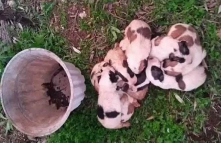 Φρίκη στη Μαγνησία: Έβαλαν 11 νεογέννητα σκυλάκια σε γλάστρα, για να πεθάνουν από ασφυξία - Εντοπίστηκαν στο βουνό από φιλόζωη τα κακοποιημένα κουτάβια.