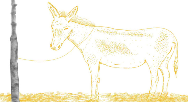 γαϊδούρι σχέδιο