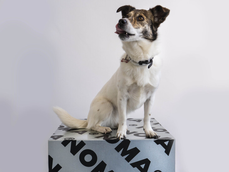 Μικρός σκύλος