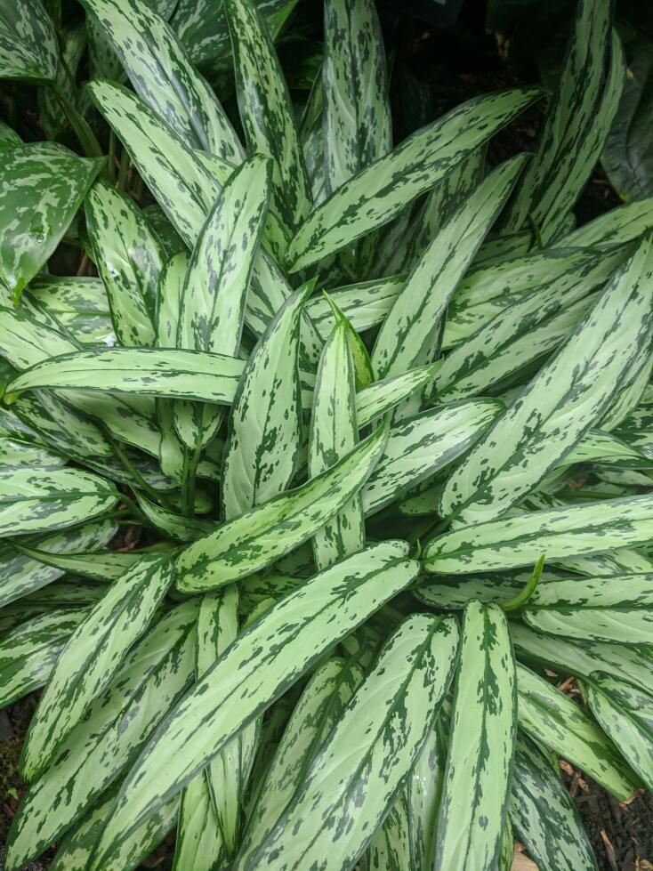 Chinese Evergreen