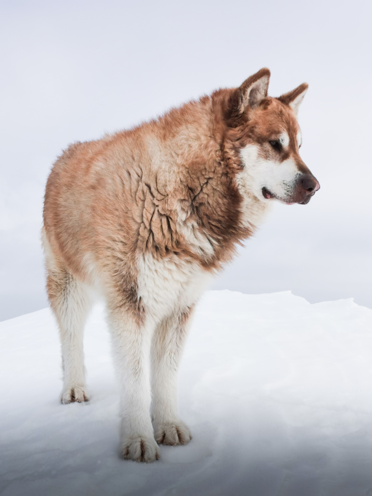 Έκτορας, η μασκότ του ορειβατικού ξενώνα «Munti Smolikas»