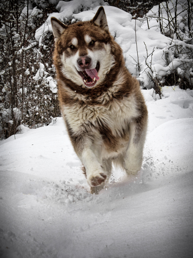 Έκτορας, η μασκότ του ορειβατικού ξενώνα «Munti Smolikas»