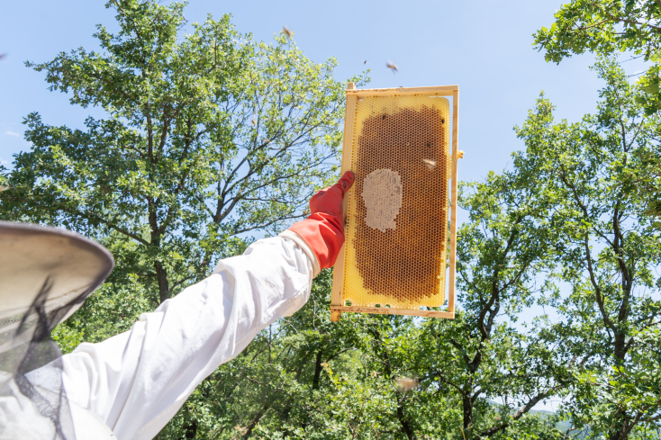 Μελισσοκομία
