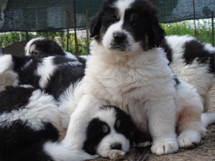 Φρουροί των Αγράφων