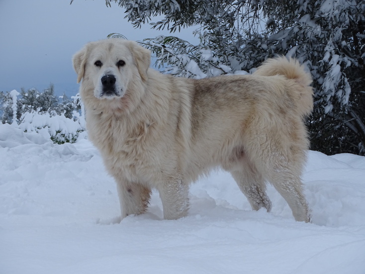 Φρουροί των Αγράφων