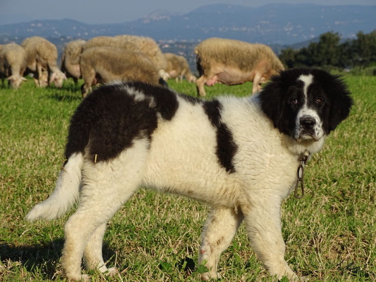 Φρουροί των Αγράφων