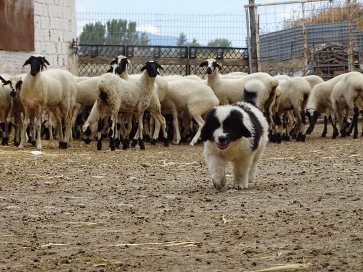 Φρουροί των Αγράφων