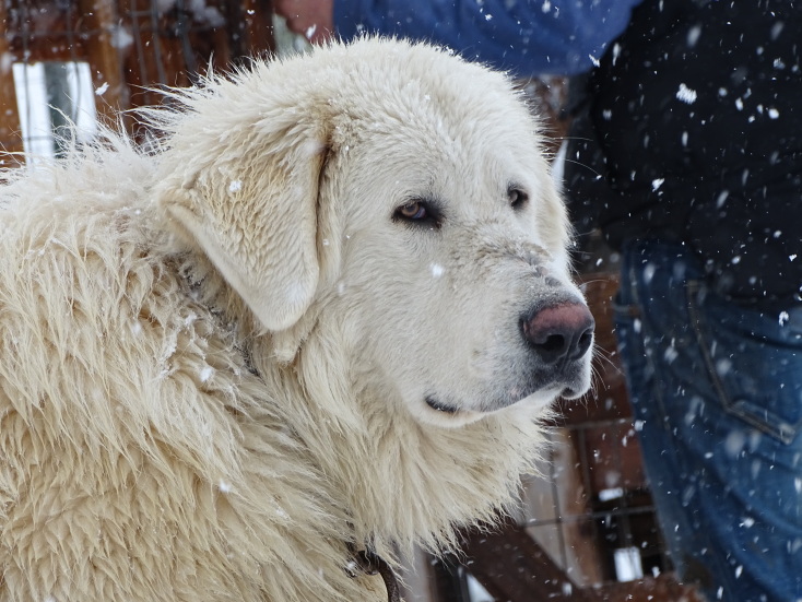 Φρουροί των Αγράφων
