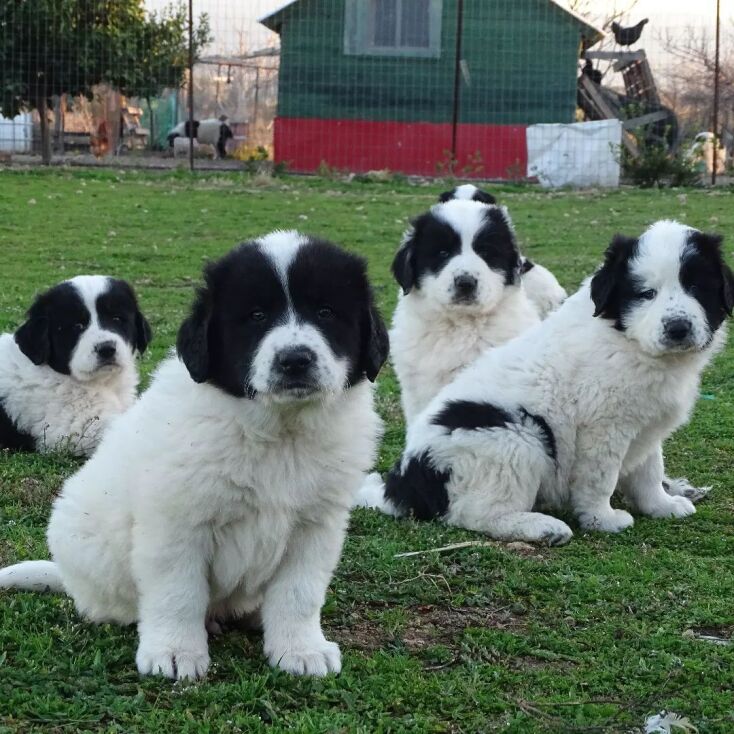 Φρουροί των Αγράφων