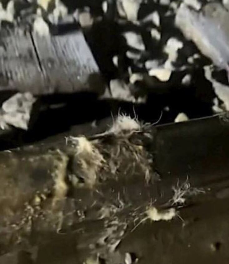 Εργάτης σε σιδηρόδρομο έσωσε ρακούν που «κόλλησε» στις ράγες