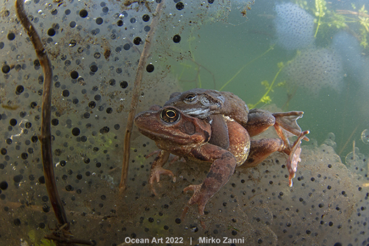 Τα βραβεία του μεγαλύτερου στον κόσμο διαγωνισμού υποβρύχιας φωτογραφίας