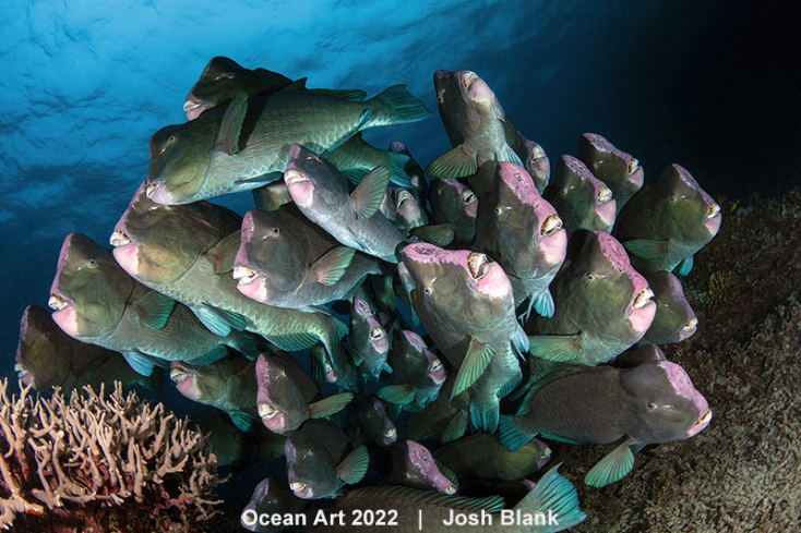 Τα βραβεία του μεγαλύτερου στον κόσμο διαγωνισμού υποβρύχιας φωτογραφίας