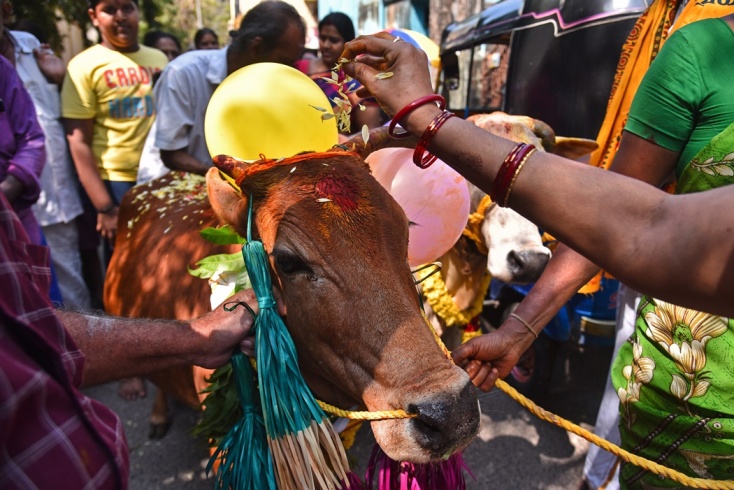 Οι αγελάδες θεωρούνται ιερά ζώα στην Ινδία