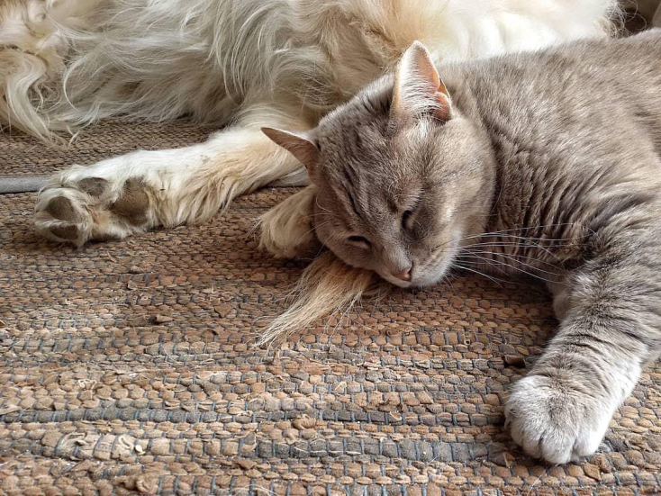 Σκύλος και γάτα