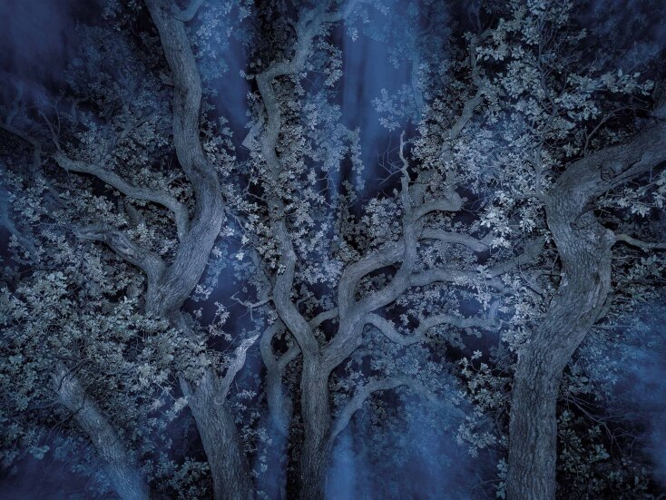 Τάσος Βρεττός «To αίνιγμα του δάσους» (κτίριο Νόμπελ Δήμου Χαλανδρίου)