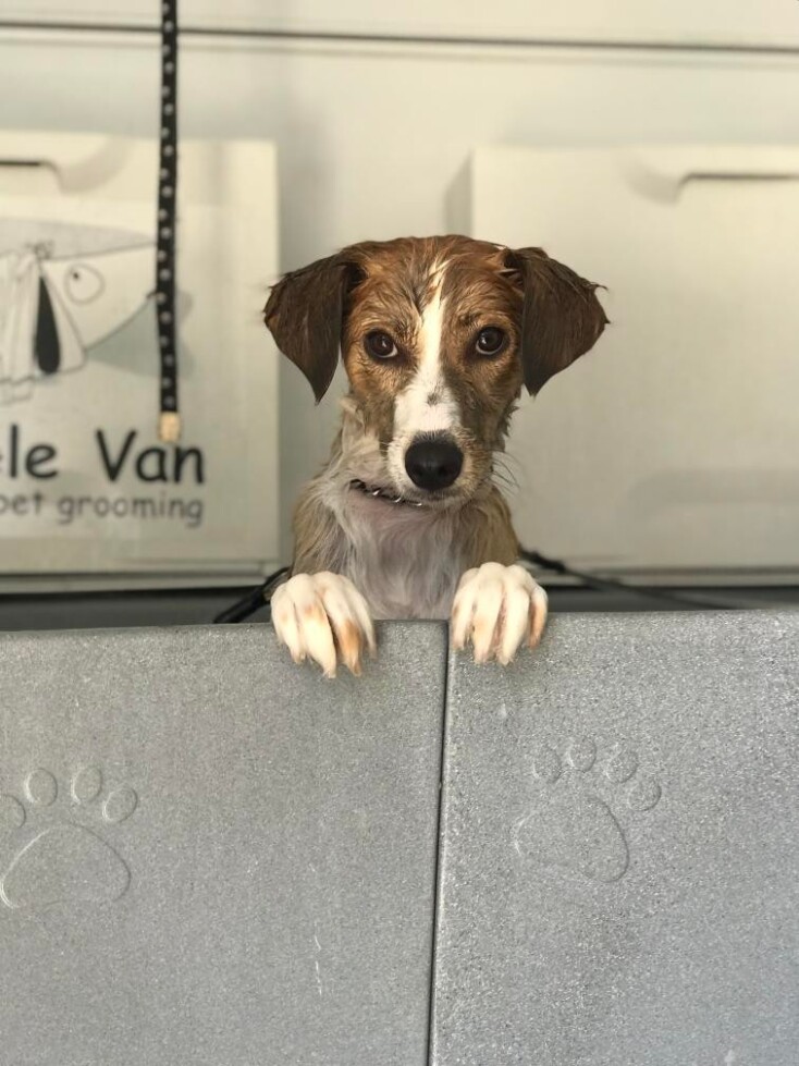 Bubble Van, περιποίηση και καλλωπισμός σκύλων