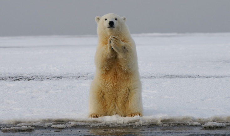 Μελέτη: Ανησυχητικά τα ποσοστά τοξικών χημικών ουσιών PFAS που βρέθηκαν στο αίμα ζώων - Συνδέονται με τον καρκίνο και άλλα προβλήματα υγείας.