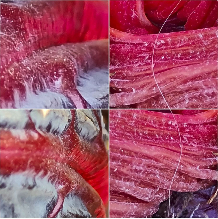 «Ο Κήπος των Εσπερίδων» της Αγνής Χρονοπούλου στην Art Zone Gallery 42