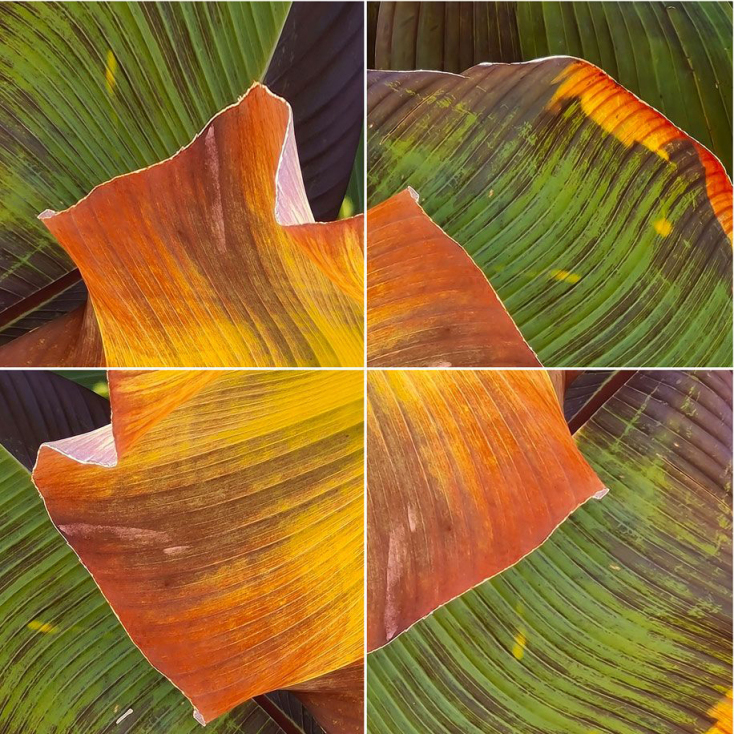 «Ο Κήπος των Εσπερίδων» της Αγνής Χρονοπούλου στην Art Zone Gallery 42