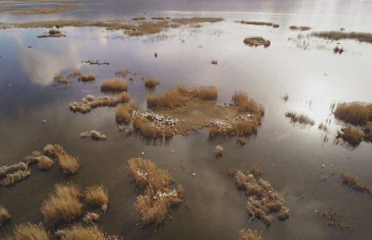 Αργυροπελεκάνοι στη μικρή Πρέσπα