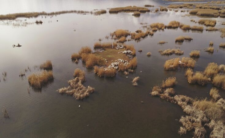 Αργυροπελεκάνοι στη μικρή Πρέσπα