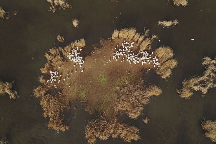 Αργυροπελεκάνοι στη μικρή Πρέσπα