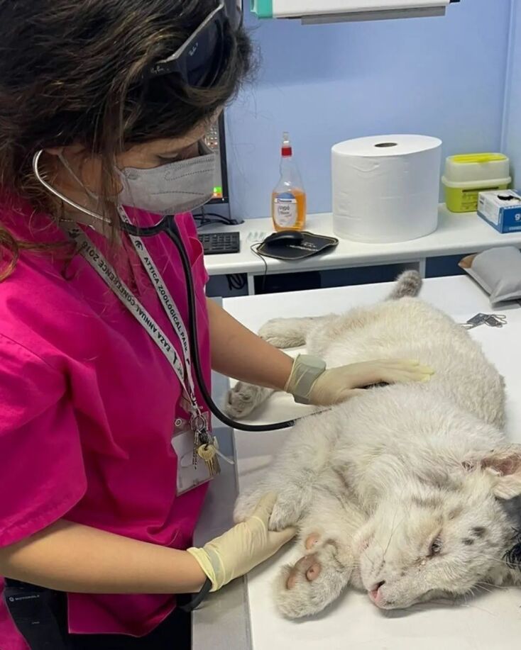 Λευκό τιγράκι