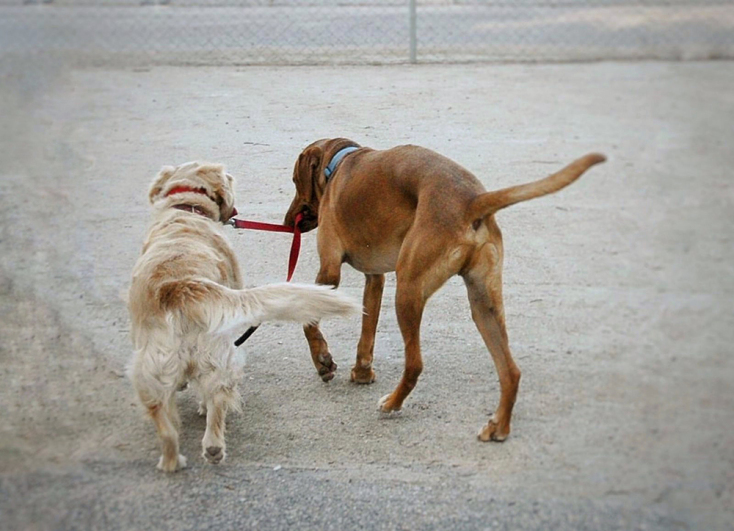 Η σημασία του να κοινωνικοποιείς τον σκύλο σου