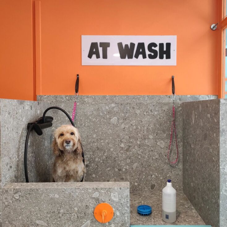 Μπάνιο στο PAW Pups At Wash